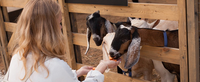Посещение городской фермы