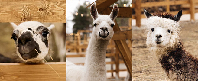 Посещение парка альпак «Симба» для семьи