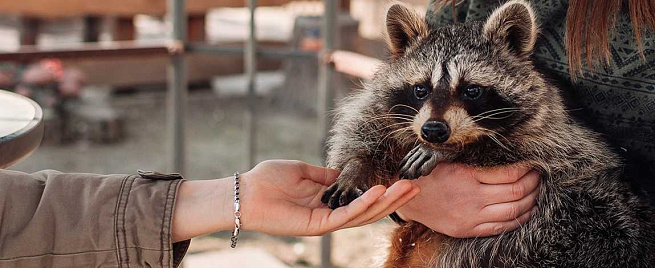 Посещение «Планеты енотов»