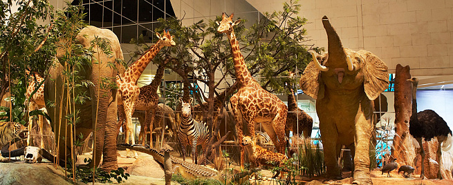 Посещение Дарвиновского музея для компании