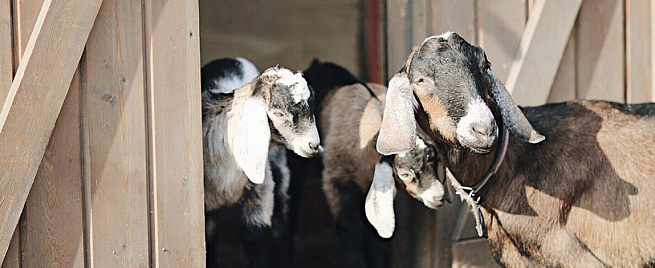 Посещение городской фермы для компании