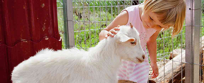 Контактный зоопарк 