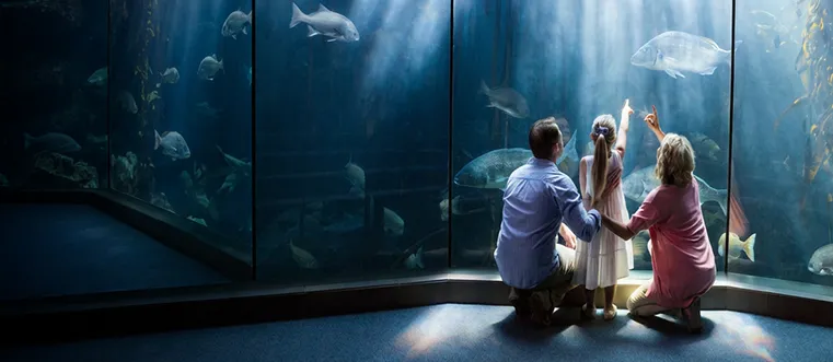 Впечатления для всей семьи